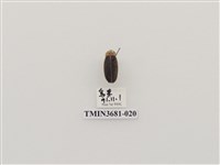 藏品(鞘翅目(1))的圖片